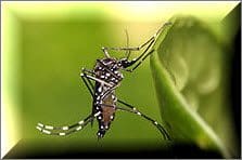 Zika Virus_Mosquito