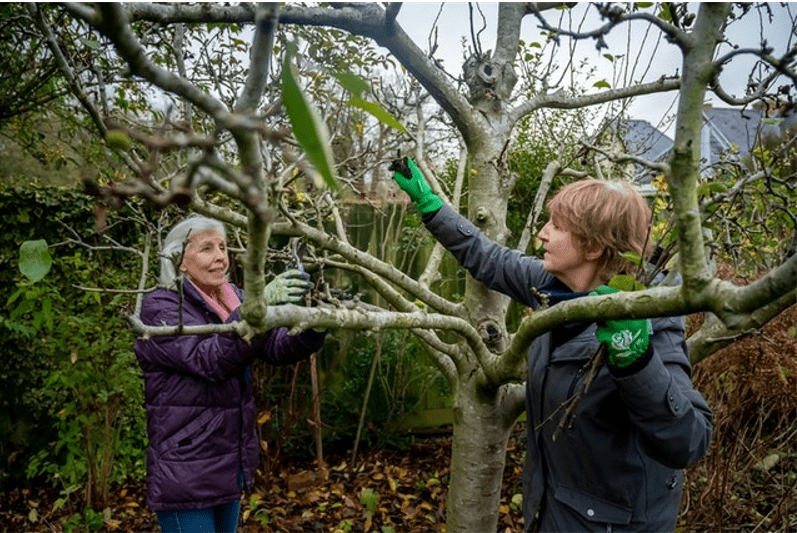 Two ladies pruning a tree